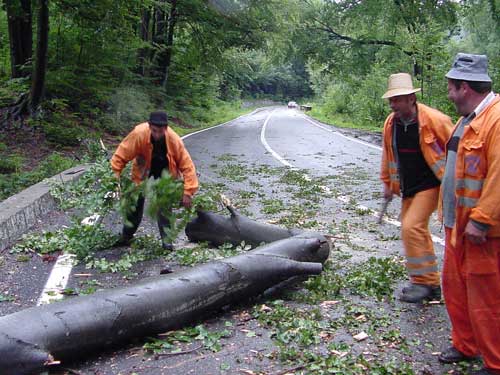 copac doborat de furtuna DN 18 Maramures